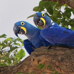 About blue macaws Protection program and inclusion in the Red Book