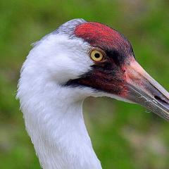 Whooping crane (lat.