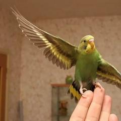 Секреты приручения к рукам волнистых попугайчиков