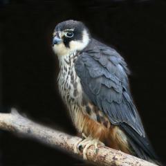 Hobby comun (Hypotriorchis subbuteo subbuteo)