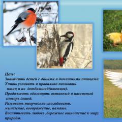 Presentation “Such different birds Presentation on the topic of wild birds